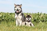 ALASKAN MALAMUTE 009